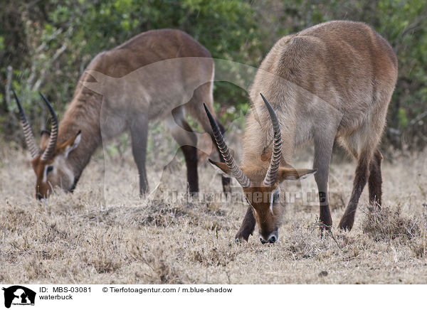 Gemeiner Wasserbock / waterbuck / MBS-03081