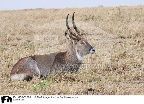 Gemeiner Wasserbock / waterbuck / MBS-03086