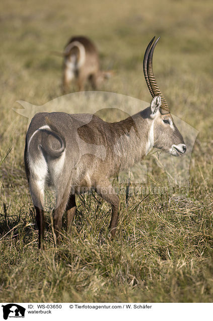 Gemeiner Wasserbock / waterbuck / WS-03650