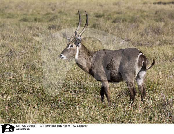 Gemeiner Wasserbock / waterbuck / WS-03656