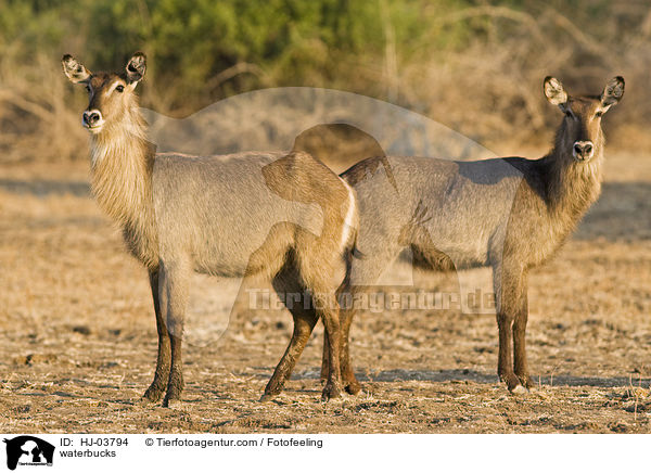 Gemeine Wasserbcke / waterbucks / HJ-03794