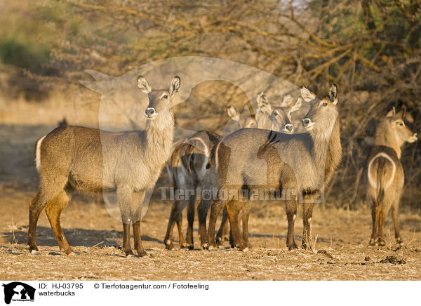 Gemeine Wasserbcke / waterbucks / HJ-03795