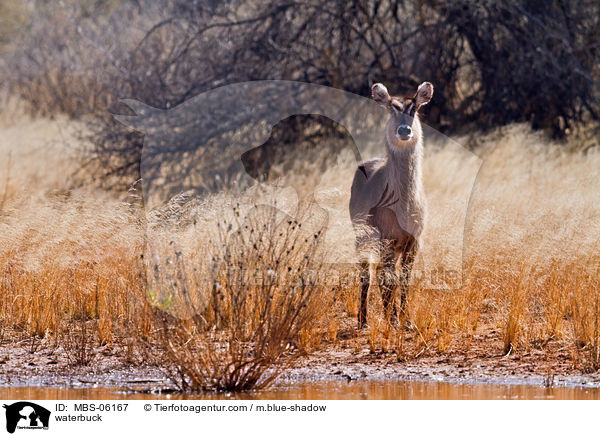 Gemeiner Wasserbock / waterbuck / MBS-06167