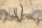 fighting waterbucks