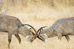 fighting waterbucks