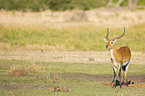 waterbuck