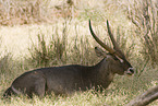 waterbuck