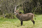 waterbuck