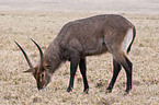 waterbuck