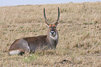 waterbuck