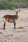 waterbuck