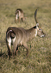 waterbuck