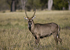 waterbuck