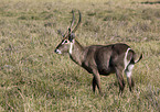 waterbuck