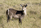 waterbuck