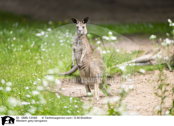 Westliches Graues Riesenknguru / Western grey kangaroo / DMS-12086