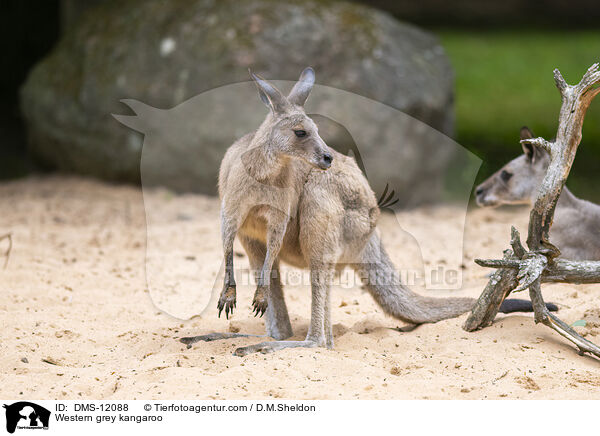 Westliches Graues Riesenknguru / Western grey kangaroo / DMS-12088