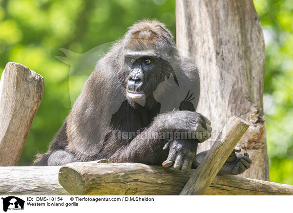 Westlicher Flachlandgorilla / Western lowland gorilla / DMS-18154
