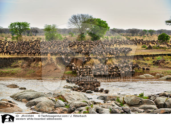 Serengeti-Weibartgnus / western white-bearded wildebeests / JR-03584