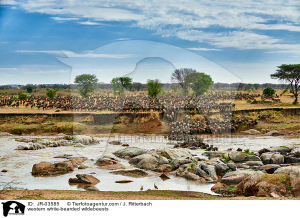 Serengeti-Weibartgnus / western white-bearded wildebeests / JR-03585