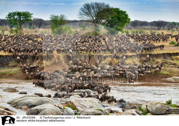 Serengeti-Weibartgnus / western white-bearded wildebeests / JR-03588