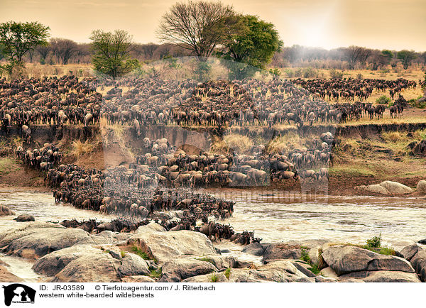 Serengeti-Weibartgnus / western white-bearded wildebeests / JR-03589
