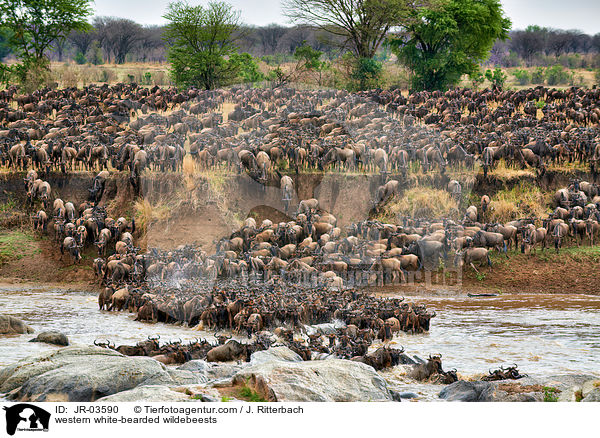 Serengeti-Weibartgnus / western white-bearded wildebeests / JR-03590