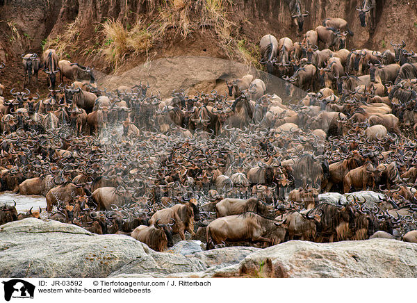 western white-bearded wildebeests / JR-03592