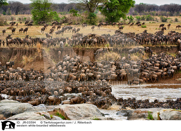 Serengeti-Weibartgnus / western white-bearded wildebeests / JR-03594