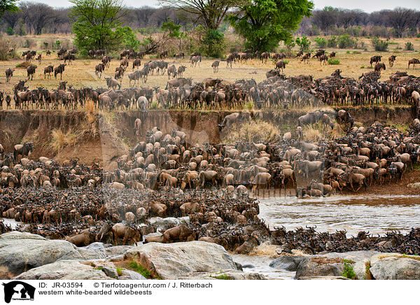 western white-bearded wildebeests / JR-03594