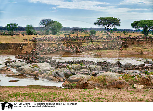 Serengeti-Weibartgnus / western white-bearded wildebeests / JR-03595
