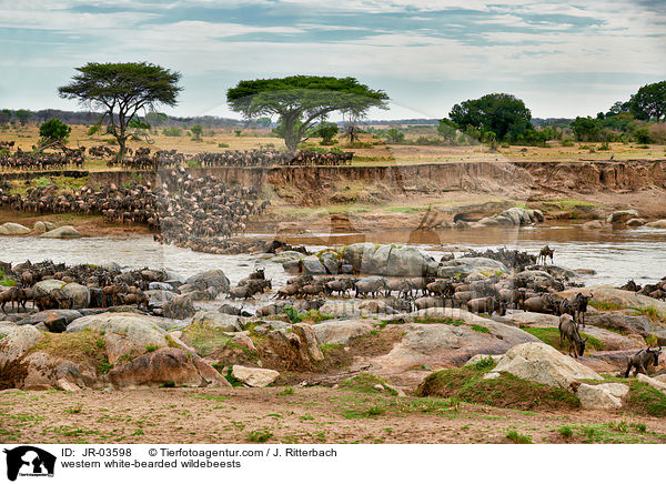 Serengeti-Weibartgnus / western white-bearded wildebeests / JR-03598