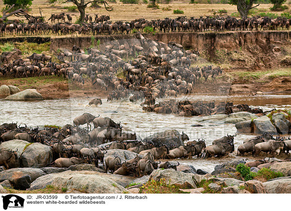 Serengeti-Weibartgnus / western white-bearded wildebeests / JR-03599