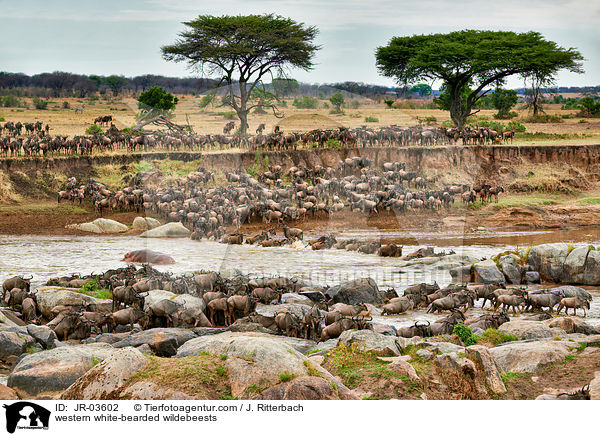 Serengeti-Weibartgnus / western white-bearded wildebeests / JR-03602
