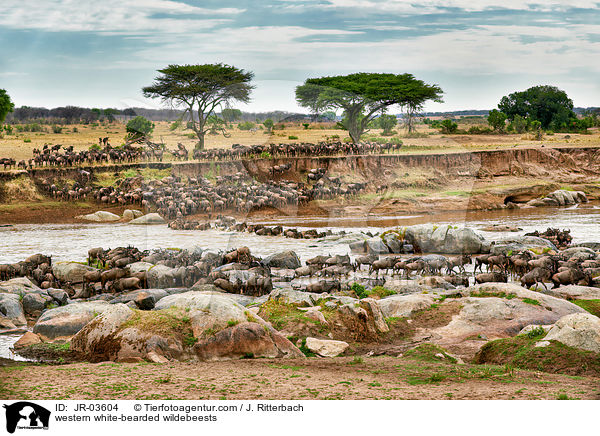 Serengeti-Weibartgnus / western white-bearded wildebeests / JR-03604
