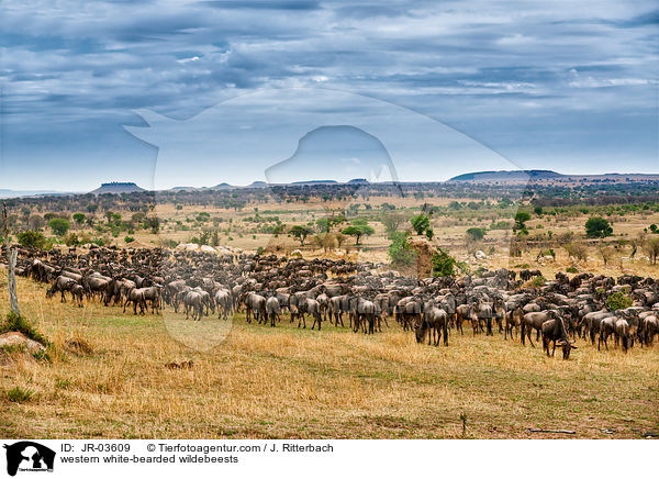 Serengeti-Weibartgnus / western white-bearded wildebeests / JR-03609