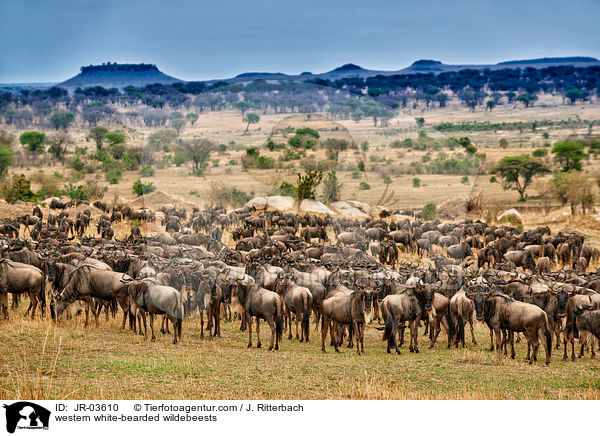 Serengeti-Weibartgnus / western white-bearded wildebeests / JR-03610