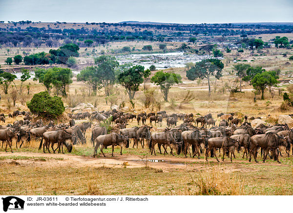 Serengeti-Weibartgnus / western white-bearded wildebeests / JR-03611