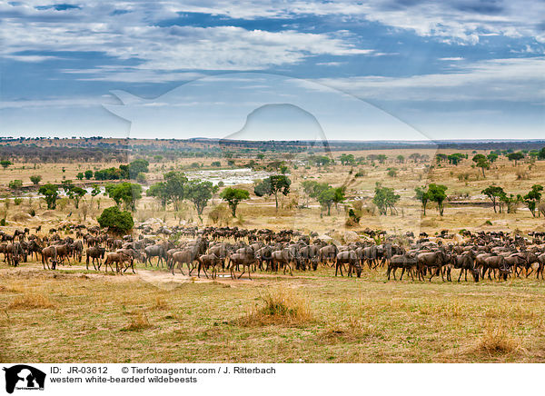 Serengeti-Weibartgnus / western white-bearded wildebeests / JR-03612