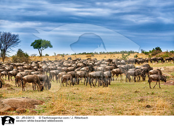 Serengeti-Weibartgnus / western white-bearded wildebeests / JR-03613