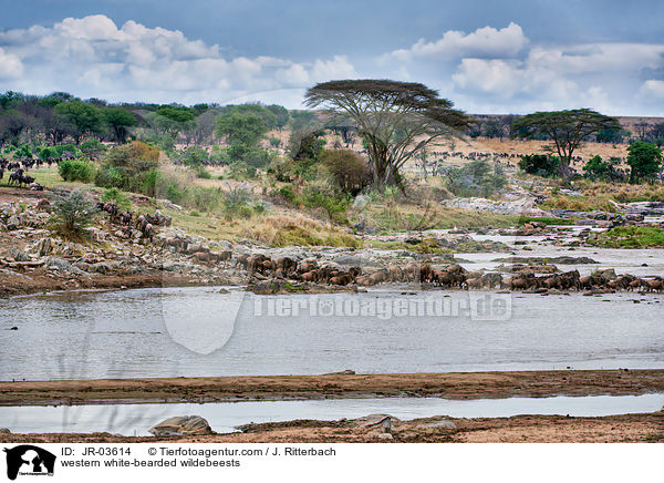 Serengeti-Weibartgnus / western white-bearded wildebeests / JR-03614