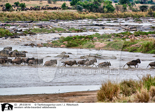 Serengeti-Weibartgnus / western white-bearded wildebeests / JR-03616