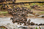 western white-bearded wildebeests