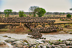 western white-bearded wildebeests