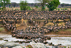 western white-bearded wildebeests