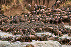 western white-bearded wildebeests