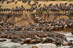 western white-bearded wildebeests