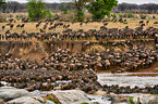 western white-bearded wildebeests