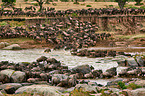 western white-bearded wildebeests