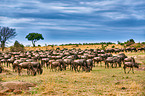 western white-bearded wildebeests